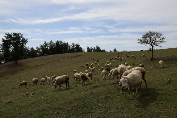 Koyun ve keçilerde çipli dönem