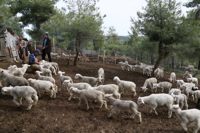 Koyun ve keçilerde çipli dönem