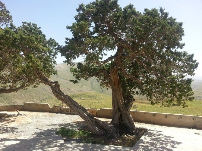 Ardıç Ağaçları, ‘Anıt Ağaç’ Olarak Tescillendi