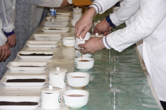 Çay Tadımcılarının Sayısı Her Yıl Artıyor