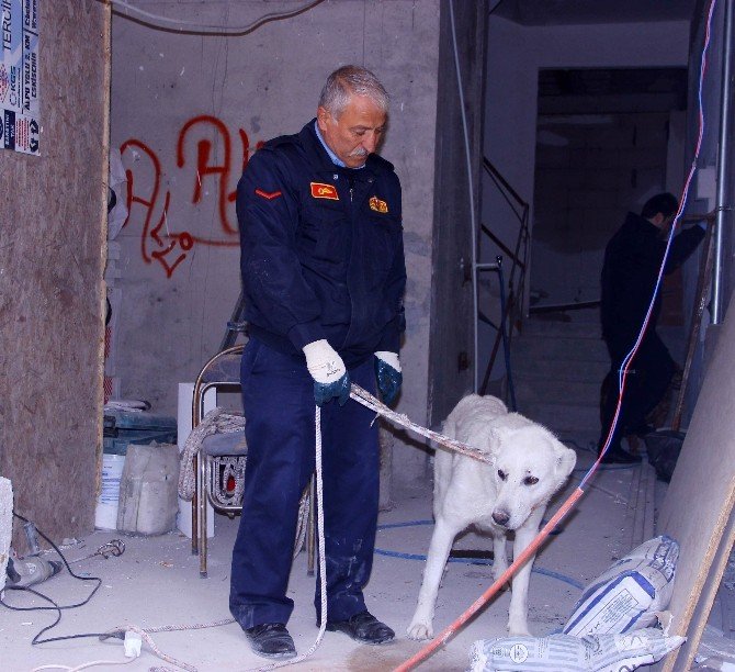 Çatıda Mahsur Kalan Köpekleri İtfaiye Kurtardı