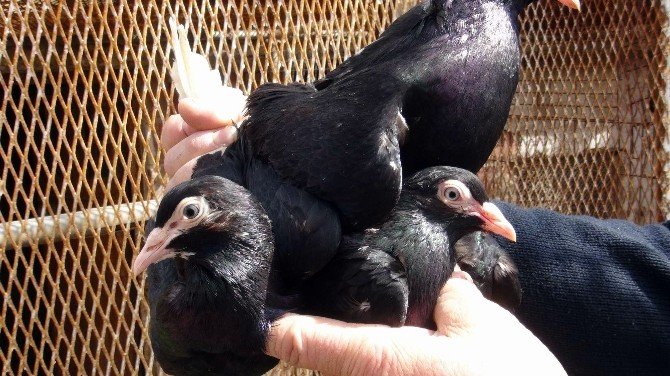 Beslediği Güvercinlerine 3 Katlı Villasını Tahsis Etti