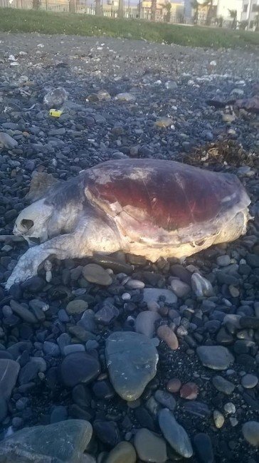 Dörtyol Sahilinde 6 Deniz Kaplumbağası Ölü Bulundu