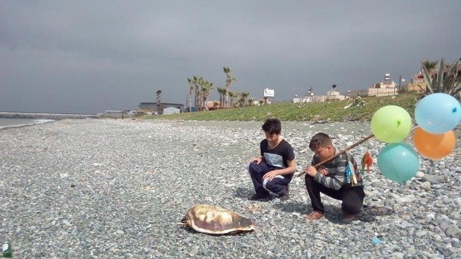 Dörtyol Sahilinde 6 Deniz Kaplumbağası Ölü Bulundu