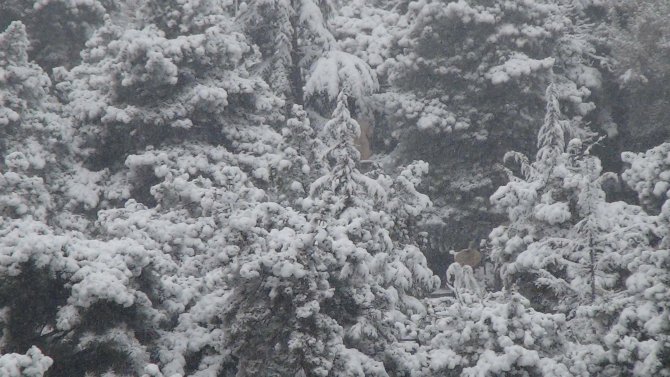 Nevşehir güne karla başladı