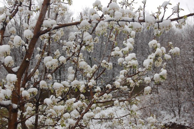 Tokat’ta Çiçek Açan Meyve Ağaçları Kar Altına Kaldı