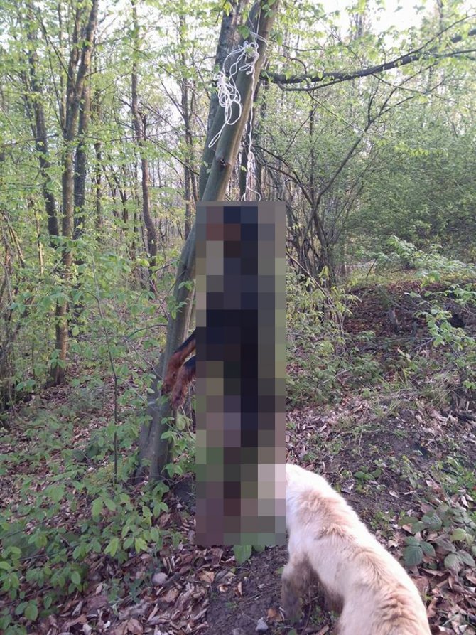 Hendek'te sokak köpeğini ağaca astılar
