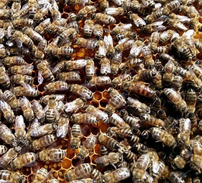 Arıcılar Yeni Sezona Kayıpsız Başladı
