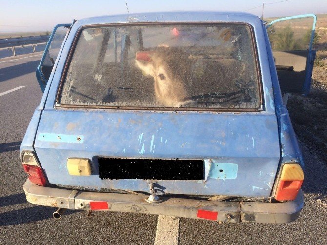 Çalınan Sığır Otomobil İçinde Bulundu