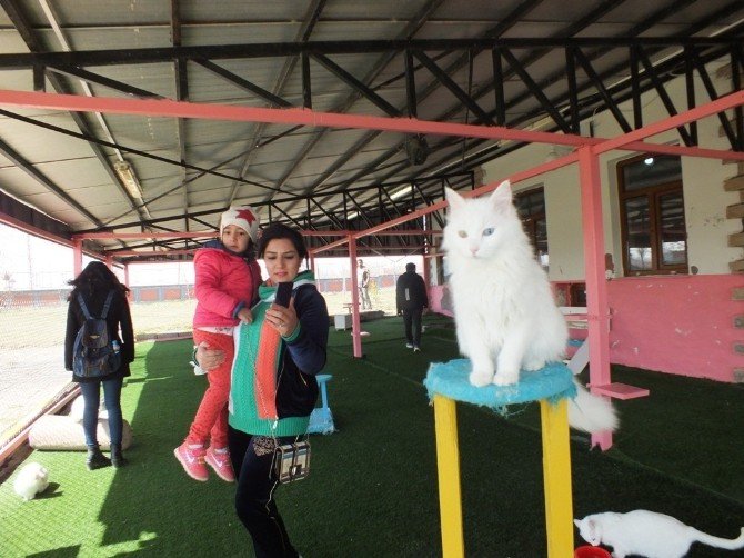 İranlı Turistlerden Van Kedilerine Yoğun İlgi