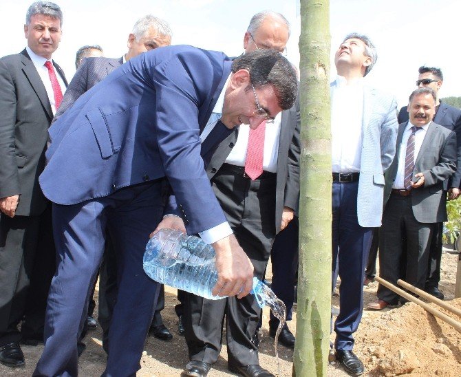 Kalkınma Bakanı Cevdet Yılmaz Ağaç Dikti