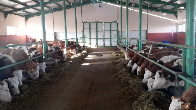 Erzurum’da Organik ET Ve Süt Üretimi Projesi