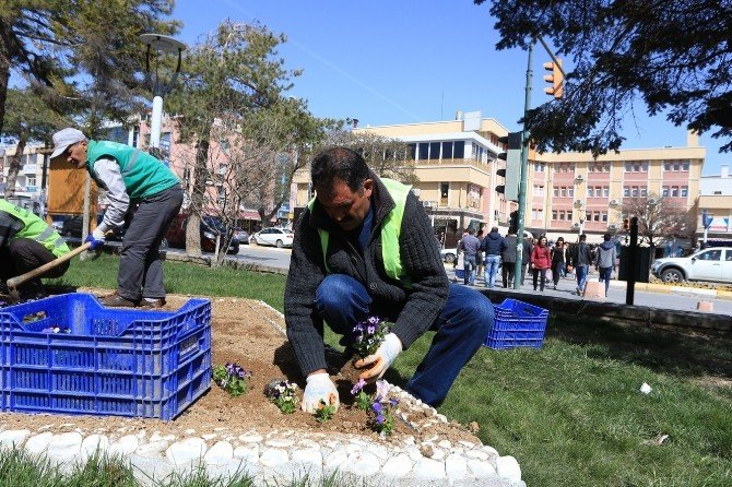 Erzincan’da 250 Bin Adet Çiçek Toprakla Buluşacak