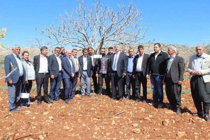 Gaziantep Fıstık Yetiştiricileri İçin “Feromon Tuzak” Devri Başlıyor