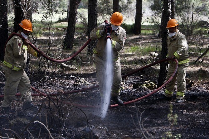 Yabancı Ormancılar, Ormanda Çıkan Yangını Söndürmek İçin Kıyasıya Uğraş Verdi