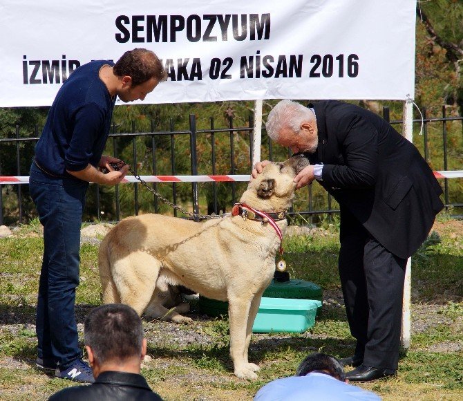 Karşıyaka’da Yerli Köpek Irkları Çalıştayı