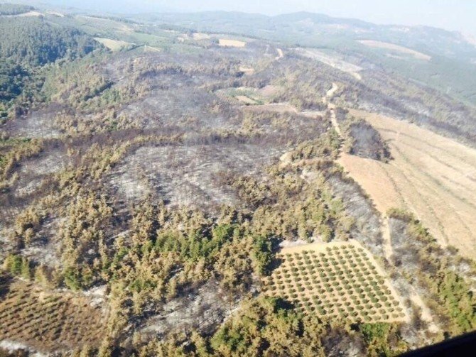 Bursa’da Geçen Yaz Kül Olan 170 Hektar Alan Ağaçlandırıldı