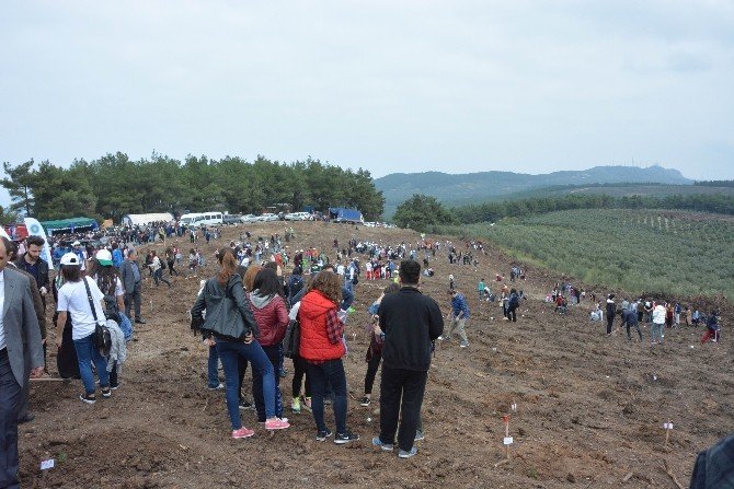 Bursa’da Geçen Yaz Kül Olan 170 Hektar Alan Ağaçlandırıldı