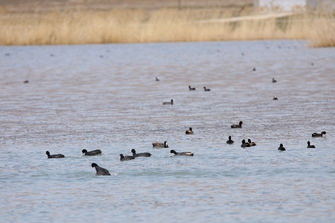 Erçek Gölü Havzası; Türkiye’deki 450 Kuş Türünün 350’sini Barındırıyor