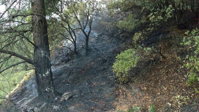 Marmaris’te Orman Yangını Ucuz Atlatıldı