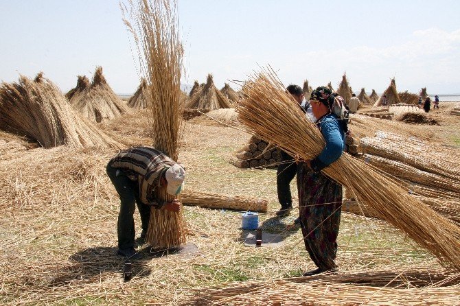Eber Gölü’nde Kamış Hasadı Başladı