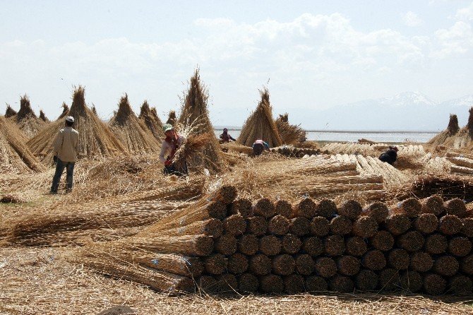 Eber Gölü’nde Kamış Hasadı Başladı