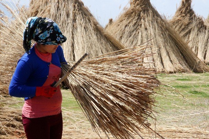 Eber Gölü’nde Kamış Hasadı Başladı