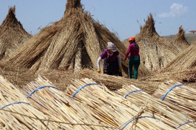Eber Gölü’nde Kamış Hasadı Başladı