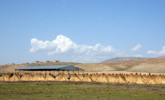 Eber Gölü’nde Kamış Hasadı Başladı