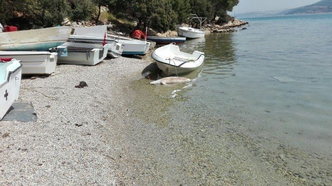 Nesli Tükenmekte Olan Fok Bodrum Kıyılarına Vurdu