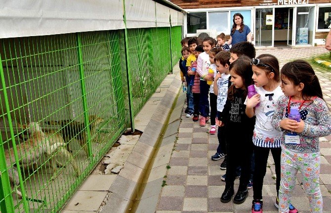 Doğal Yaşam Merkezi Çocuklara Hayvan Sevgisi Aşılıyor