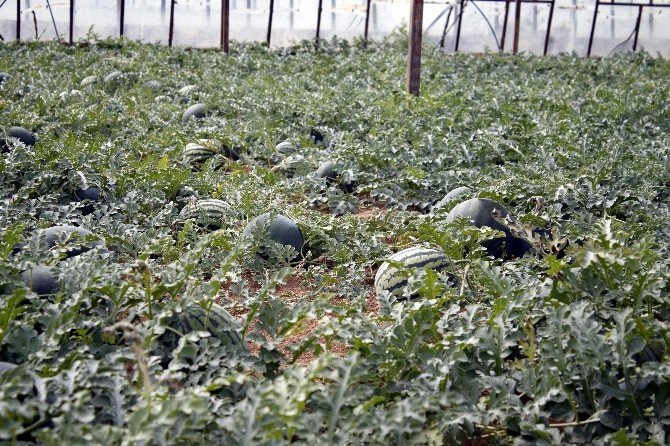 Türkiye’nin İlk Karpuz Hasadı Antalya’da Başladı