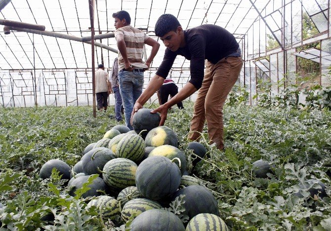 Türkiye’nin İlk Karpuz Hasadı Antalya’da Başladı
