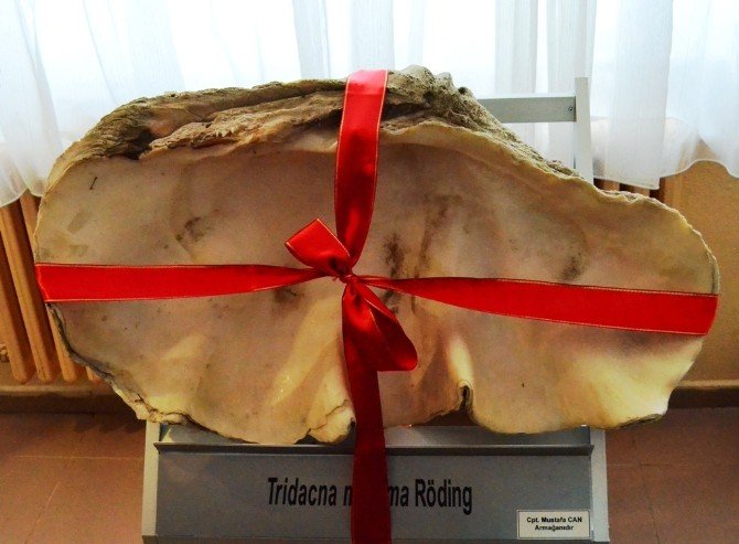 1 Milyon Yıllık Tridacna Maxima Fosili Müzede
