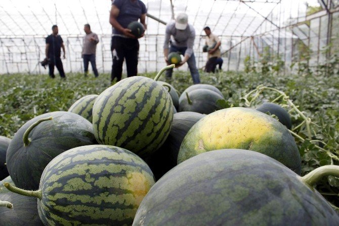 Türkiye’nin İlk Karpuz Hasadı Antalya’da Başladı