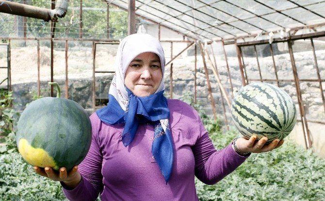 Türkiye’nin İlk Karpuz Hasadı Antalya’da Başladı