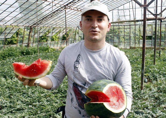 Türkiye’nin İlk Karpuz Hasadı Antalya’da Başladı