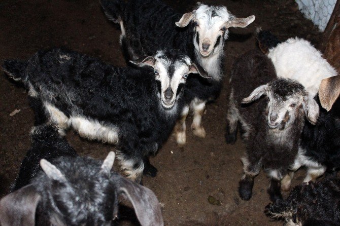 Hırsızlar Keçileri Çaldı, Yavrularını Bıraktı
