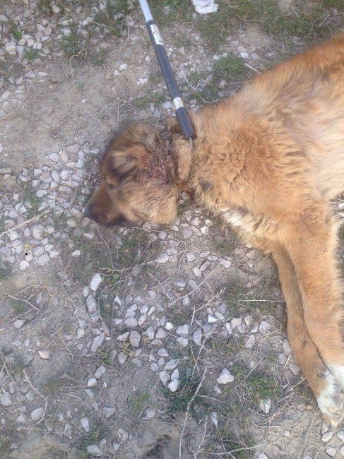 Yaralı Sokak Köpeği Tedavi Altına Alındı