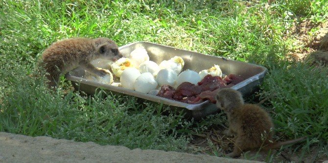 Yavru Mirketler Hayvanat Bahçesinin Yeni Gözdesi