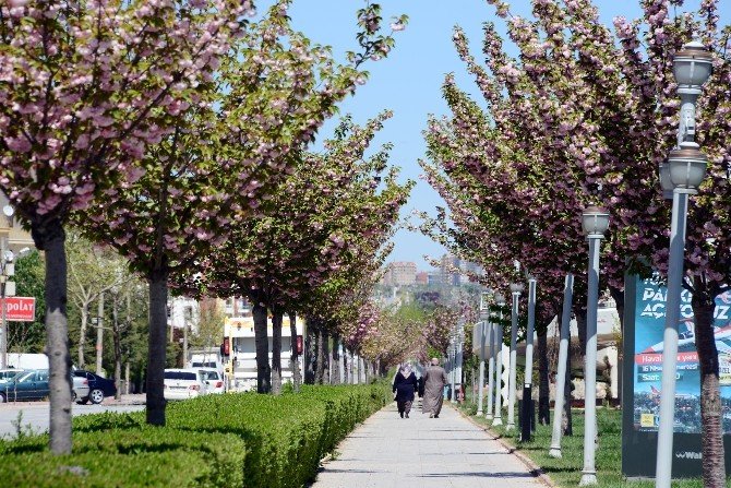 Konya’da Rengarenk Sakuralar Baharı Yaşatıyor