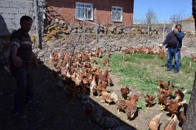 Nevşehir Ziraat Odası Çiftçilere Tavuk Ve Civciv Dağıttı