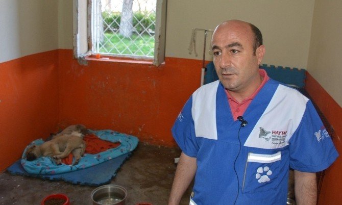 Diyarbakır’dan Sevk Edilen Köpekler Tedavi Altına Alındı