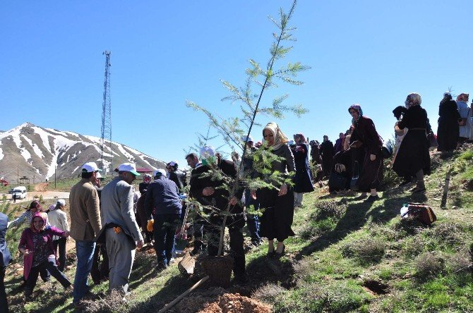 7 Bölgeden Gelen Kadınlar Bitlis’te Fidan Dikti