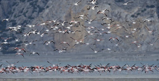 Flamingolar Burdur’u Terk Etmemiş