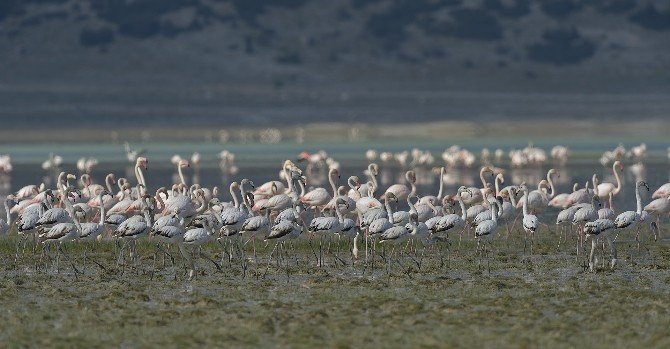 Flamingolar Burdur’u Terk Etmemiş