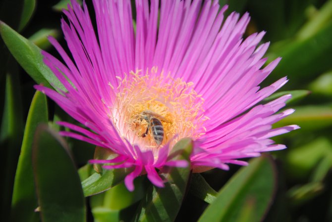 Bir arı bal yapmak için bir günde bin 500 çiçeğe konuyor
