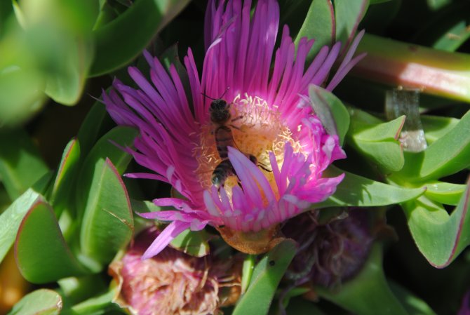 Bir arı bal yapmak için bir günde bin 500 çiçeğe konuyor