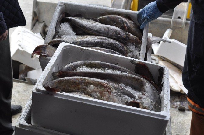 Sungurlu’da 800 Kilogram Kaçak Balık Ele Geçirildi