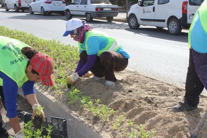Didim’in Sokakları Serada Yetiştirilen Çiçeklerle Donatılıyor